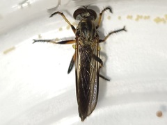 Ommatius floridensis