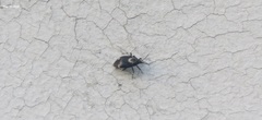 Deraeocoris sanghonami