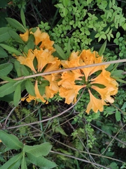 Rhododendron molle
