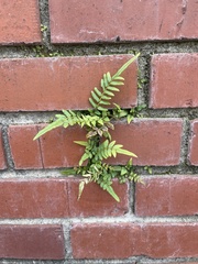 Pteris vittata