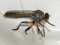 Ommatius floridensis