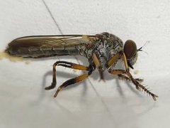 Ommatius floridensis