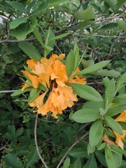 Rhododendron molle
