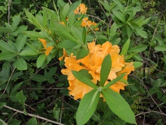 Rhododendron molle