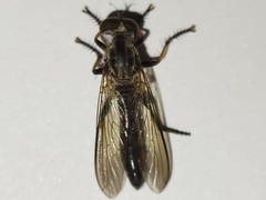 Ommatius floridensis