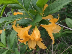 Rhododendron molle