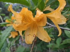 Rhododendron molle