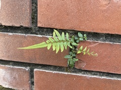 Pteris vittata