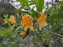 Rhododendron molle