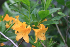 Rhododendron molle
