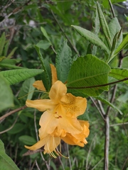 Rhododendron molle
