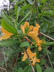 Rhododendron molle