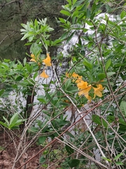 Rhododendron molle