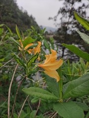 Rhododendron molle