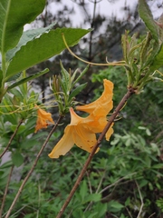 Rhododendron molle