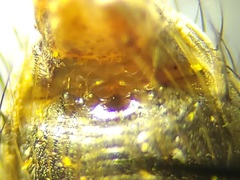 Ommatius floridensis