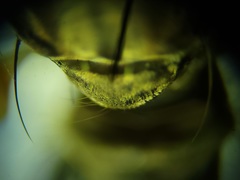 Ommatius floridensis