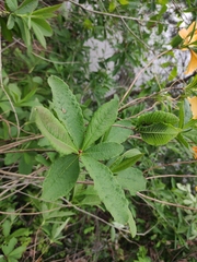 Rhododendron molle