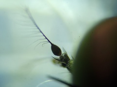 Ommatius floridensis