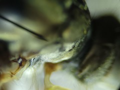 Ommatius floridensis