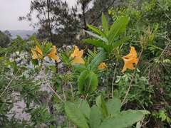Rhododendron molle