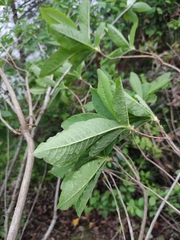 Rhododendron molle
