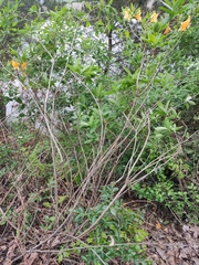 Rhododendron molle