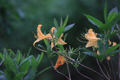 Rhododendron molle