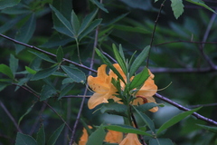 Rhododendron molle