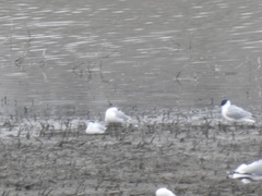 Hydrocoloeus minutus