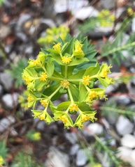Euphorbia beamanii