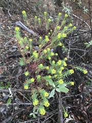 Euphorbia beamanii
