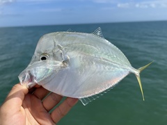 Selene setapinnis