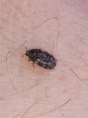Trogoderma ornatum