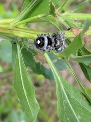 Phidippus audax