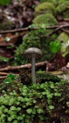 Entoloma caeruleomarginatum