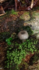 Entoloma caeruleomarginatum