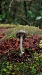 Entoloma caeruleomarginatum