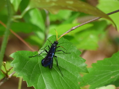 Gnamptopelta obsidianator