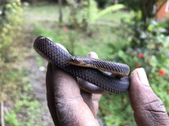 Atractus dunni