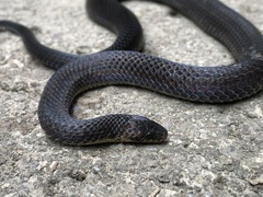 Atractus dunni