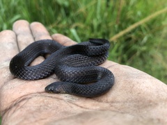 Atractus dunni