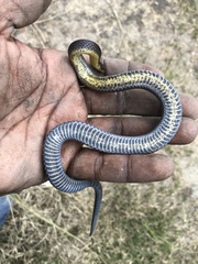Atractus dunni