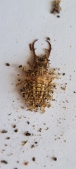 Nymphinae