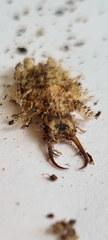 Nymphinae