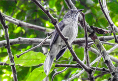 Lipaugus vociferans