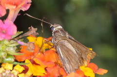 Hesperiidae