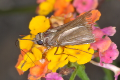 Hesperiidae