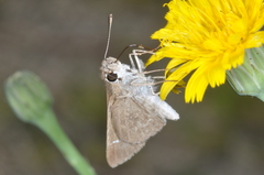 Hesperiidae