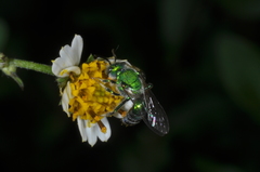 Halictidae
